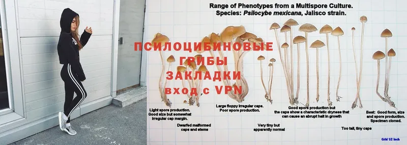 наркотики  Минусинск  Галлюциногенные грибы ЛСД 